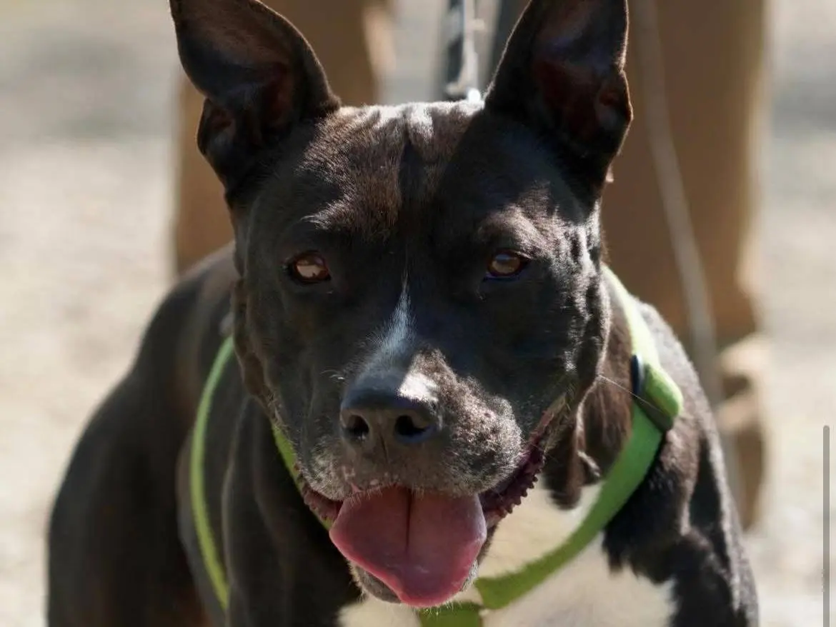 Adotta un cane, femmina, 8 anni e 10 mesi, Bergamo