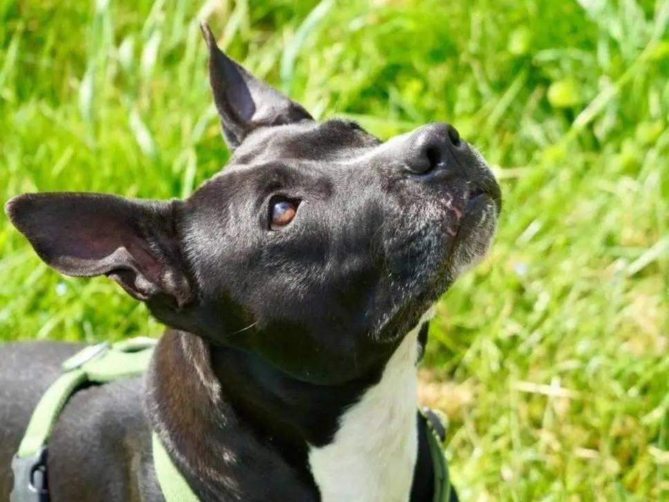 Adozione cane, femmina, Pitbull Razza sconosciuta, 8 anni e 10 mesi, taglia media, Bergamo