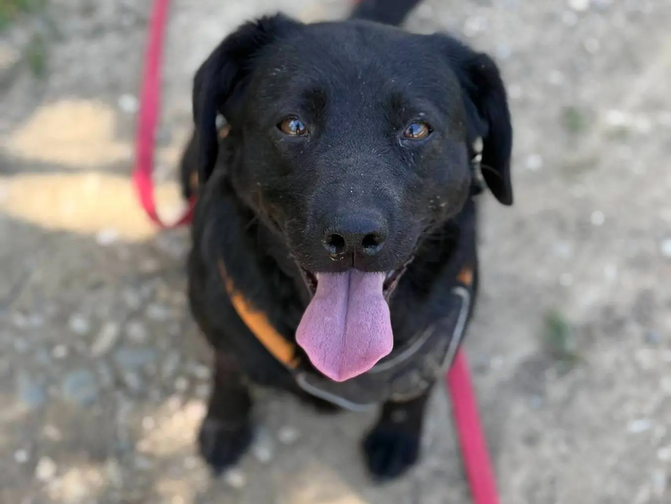 Adozione cane, femmina, Razza sconosciuta Razza sconosciuta, 3 anni e 2 mesi, taglia media contenuta, Firenze