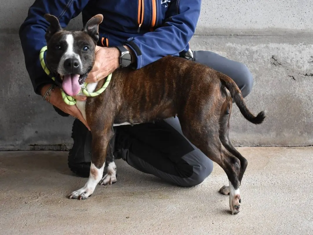 Adotta un cane, femmina, 10 anni e 11 mesi, Roma