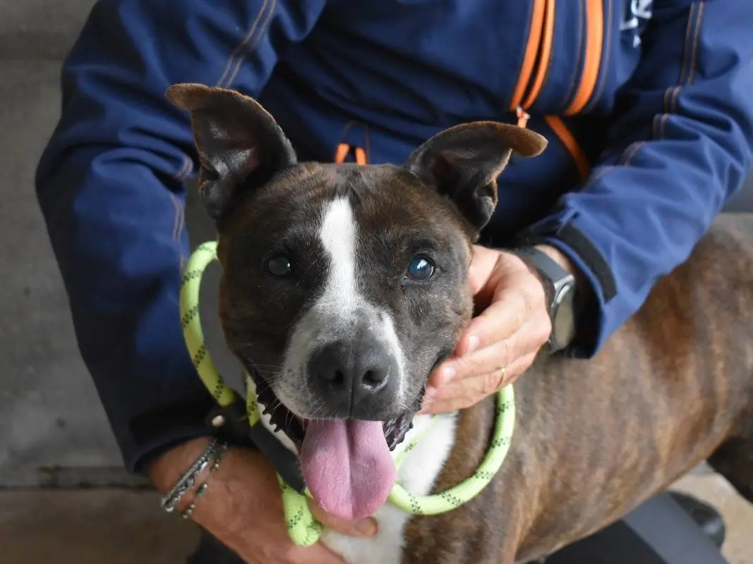 Adozione cane, femmina, Pitbull Razza sconosciuta, 10 anni e 11 mesi, taglia media contenuta, Roma
