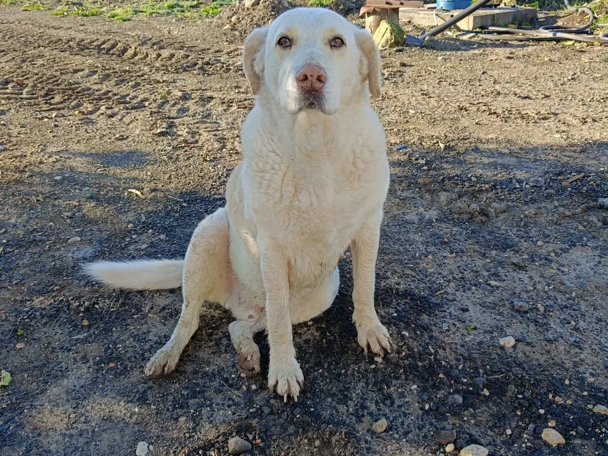 Adotta un cane, taglia gigante, maschio, Siracusa