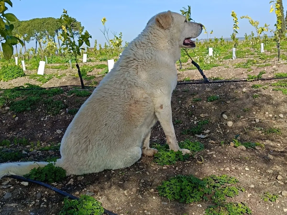 Adotta un cane, maschio, 11 anni, Siracusa