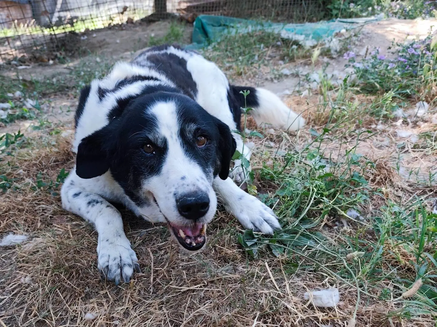 Adozione cane, femmina, Razza sconosciuta Razza sconosciuta, 13 anni e 2 mesi, taglia grande, Roma