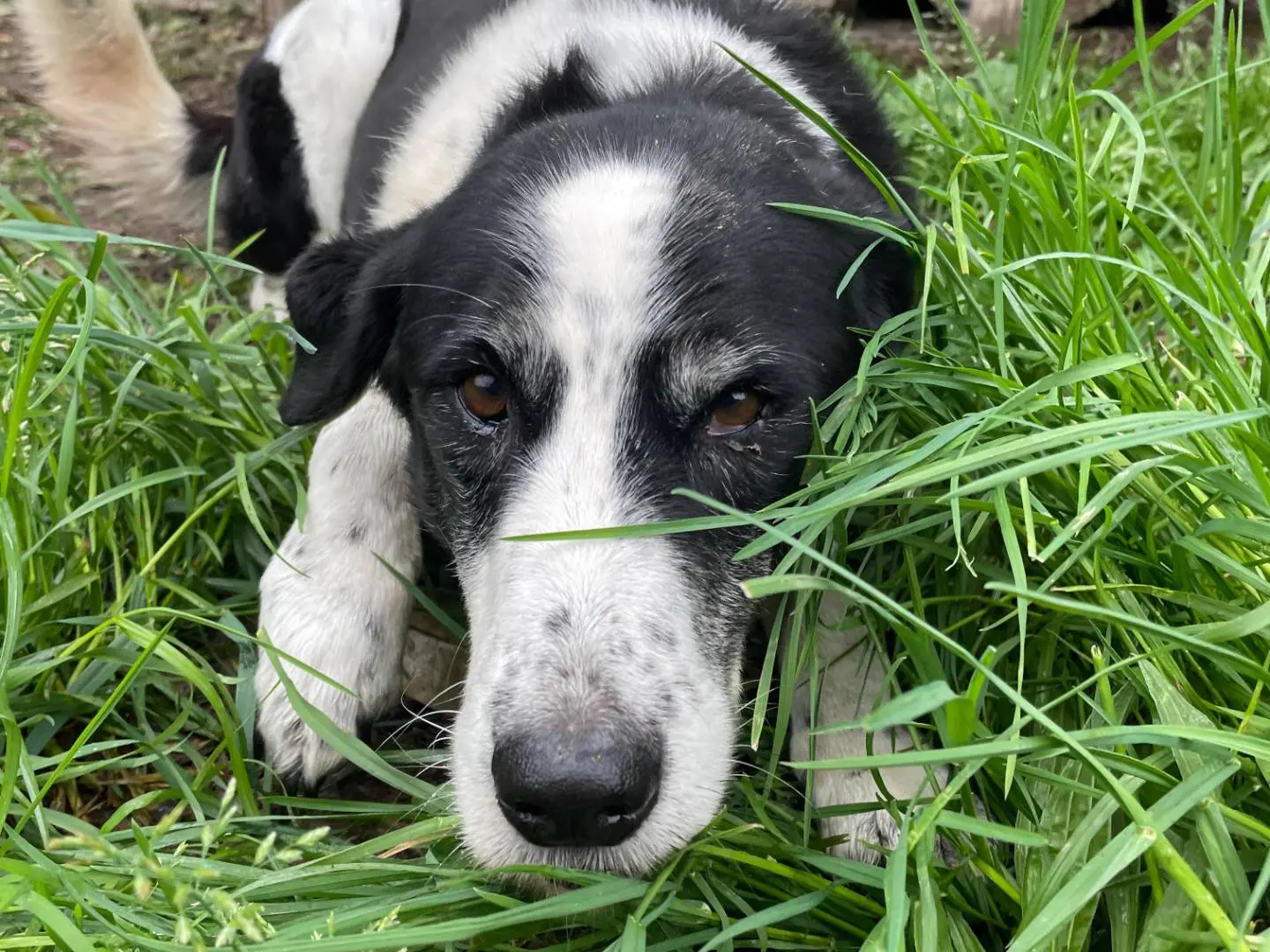 Adotta un cane, femmina, 13 anni e 2 mesi, Roma