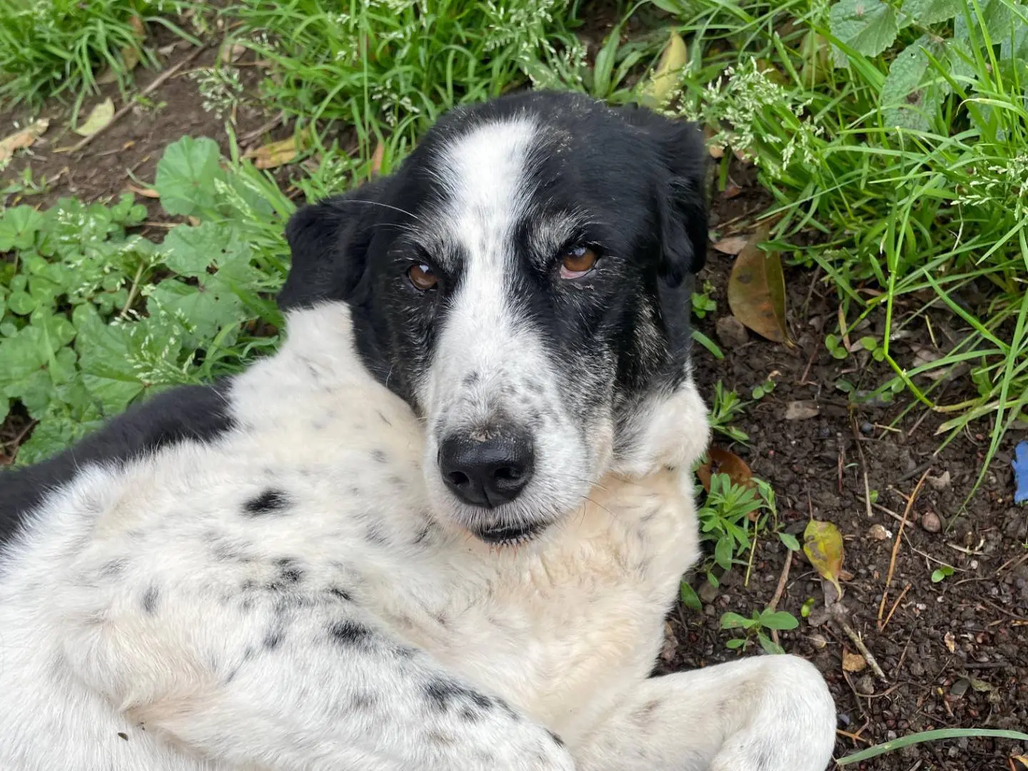 Adotta un cane, taglia grande, femmina, Roma