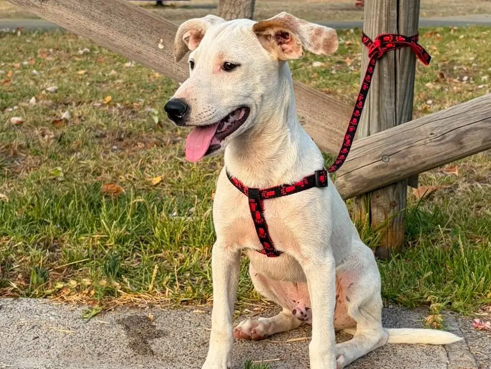 Adotta un cane, maschio, 7 mesi, Siracusa