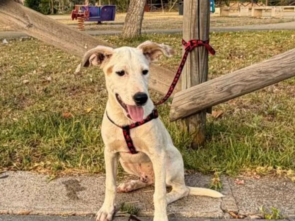 Adozione cane, maschio, Razza sconosciuta Razza sconosciuta, 7 mesi, taglia media contenuta, Siracusa