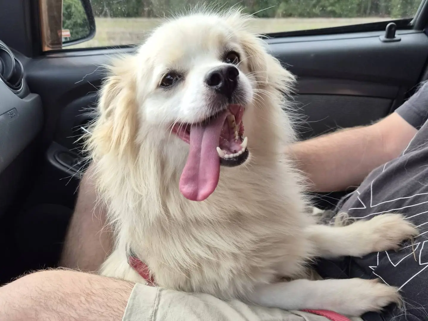 Adozione cane, maschio, Volpino di Pomerania Razza sconosciuta, 2 anni e 9 mesi, taglia piccola, Milano