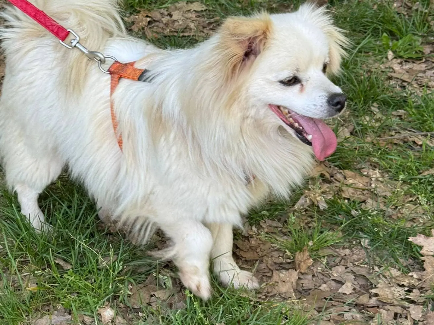 Adotta un cane, maschio, 2 anni e 9 mesi, Milano