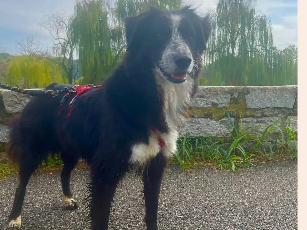 Adotta un cane, femmina, 10 anni, Milano