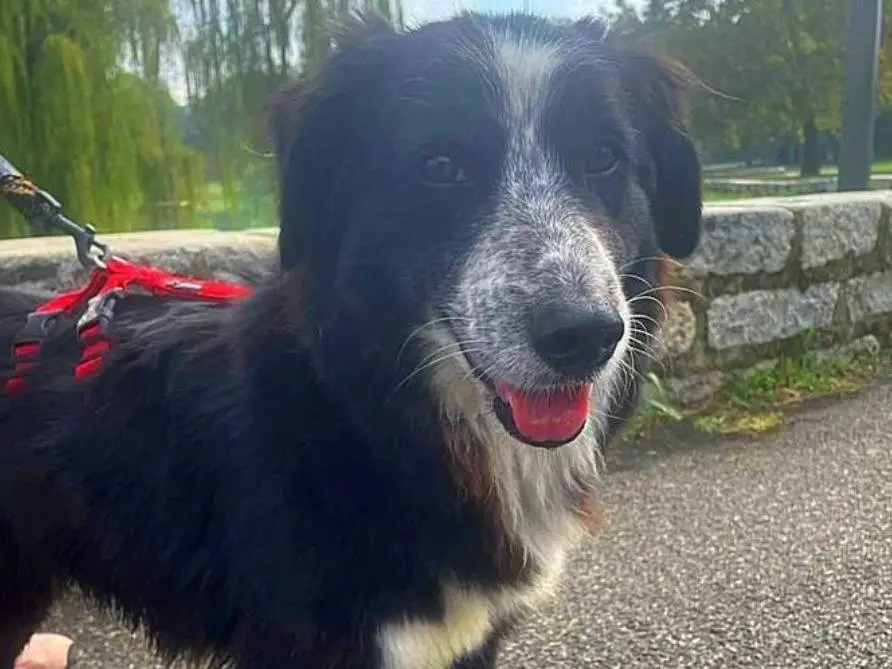 Adozione cane, femmina, Border Collie, 10 anni, taglia media, Milano