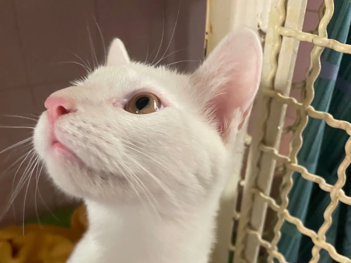 Adotta un gatto, taglia non valida, maschio, Milano