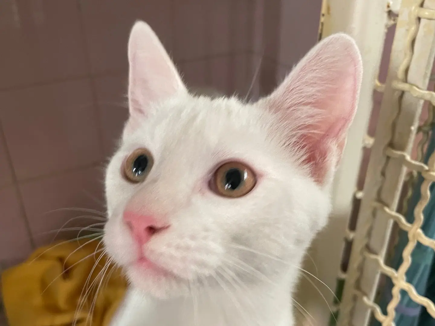 Adotta un gatto, maschio, 5 mesi, Milano