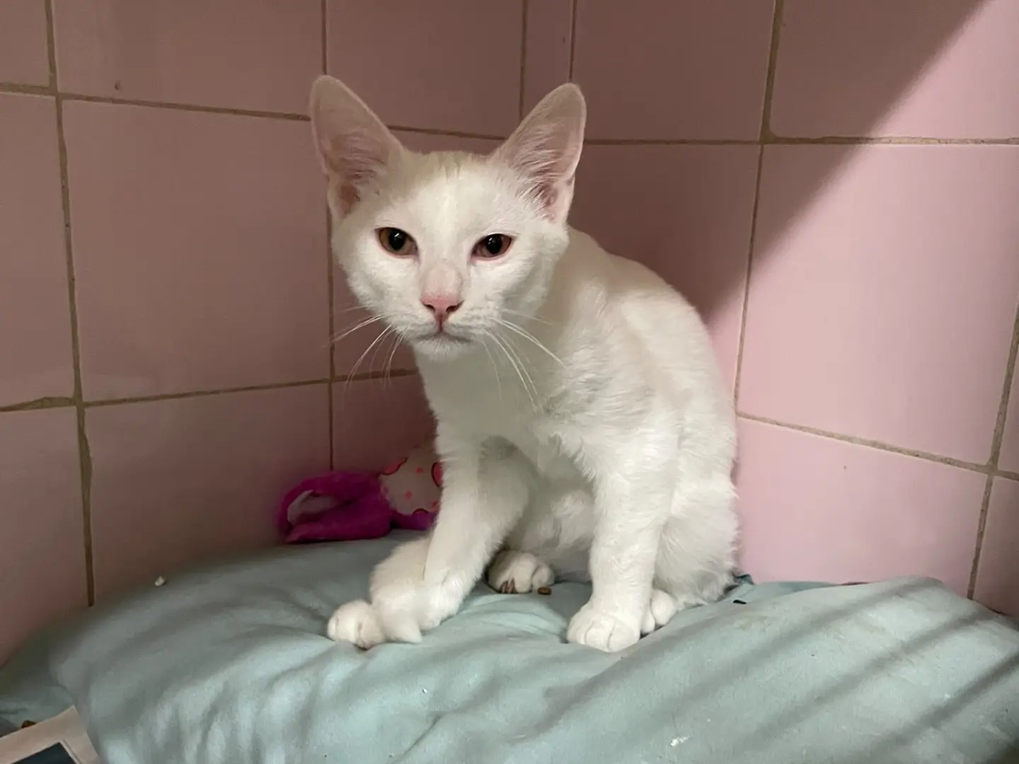 Adozione gatto, maschio, Razza sconosciuta Razza sconosciuta, 5 mesi, taglia non valida, Milano