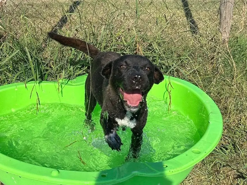 Adotta un cane, femmina, 4 anni e 4 mesi, Latina