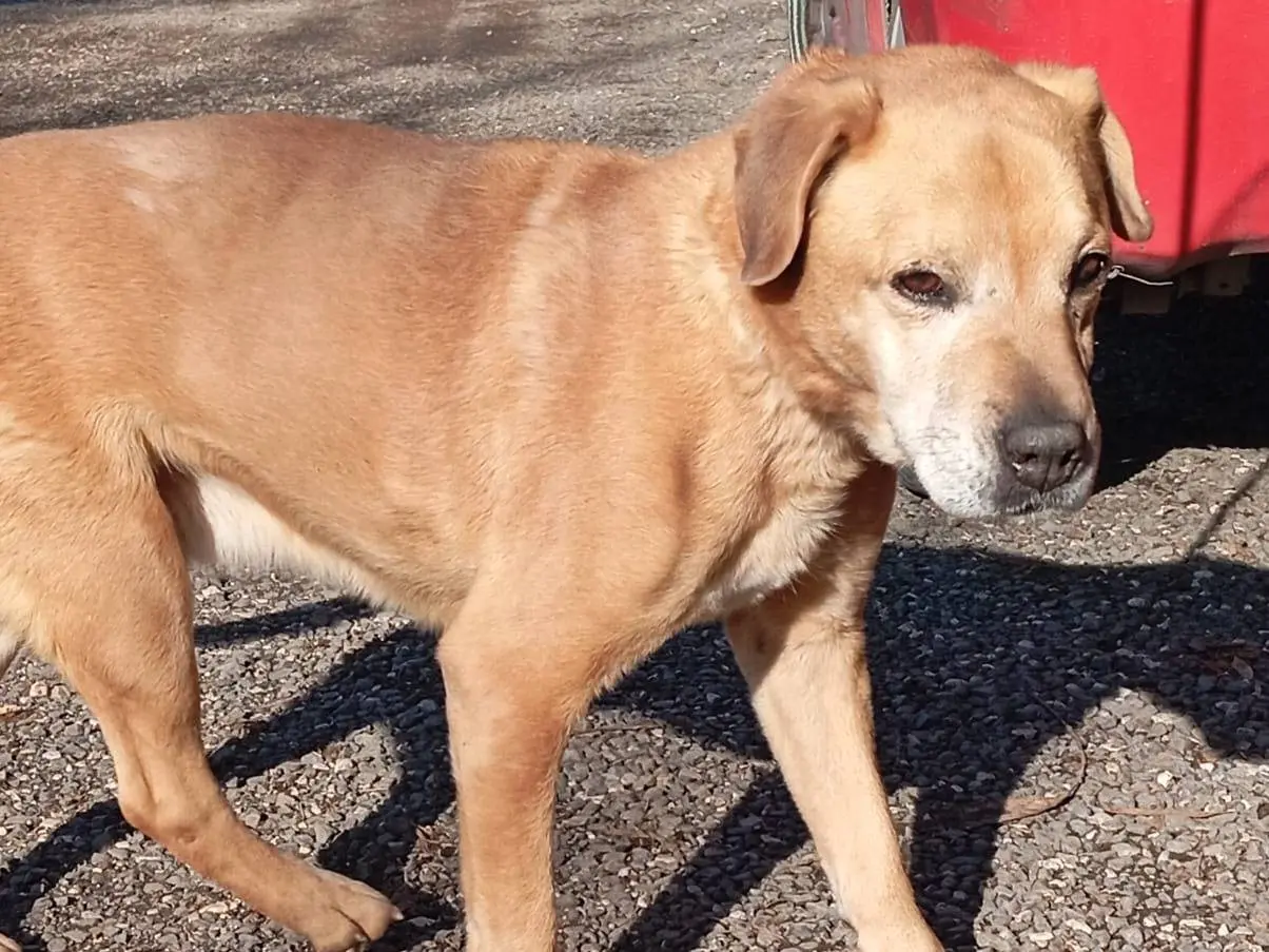 Vuoi adottare un cane a Caserta?