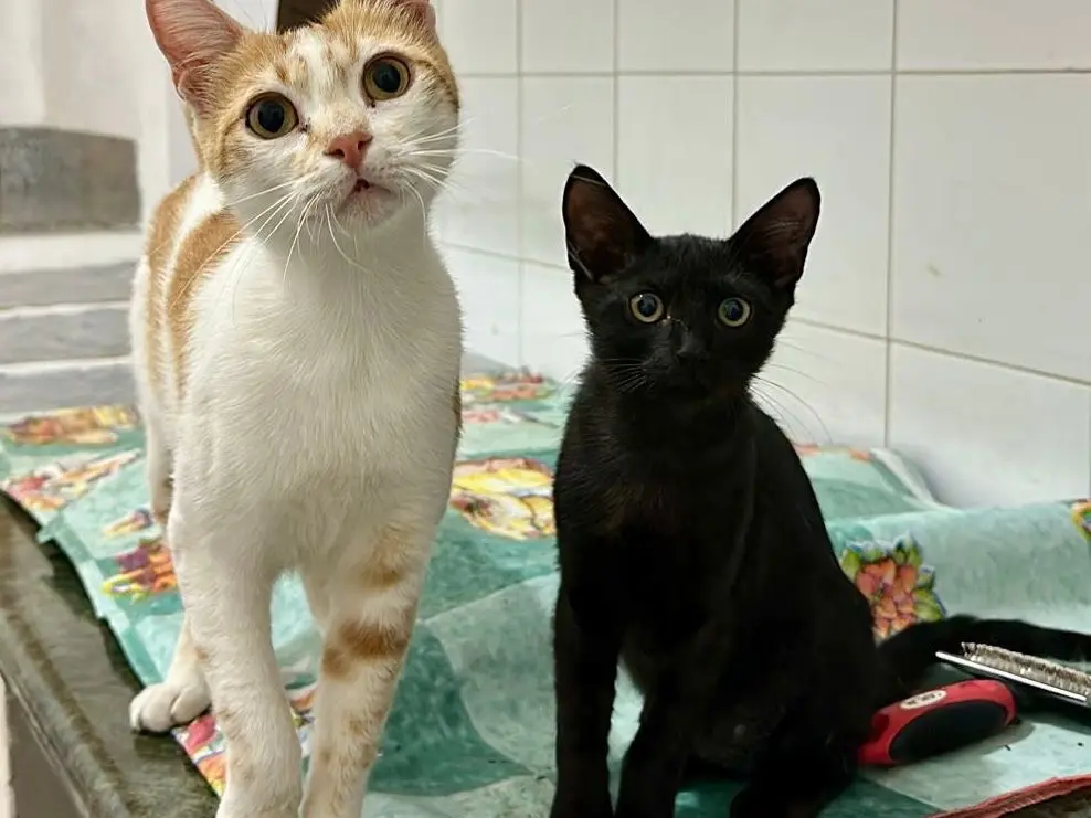Adozione gatto, femmina, Razza sconosciuta Razza sconosciuta, 3 anni e 7 mesi, taglia non valida, Vibo