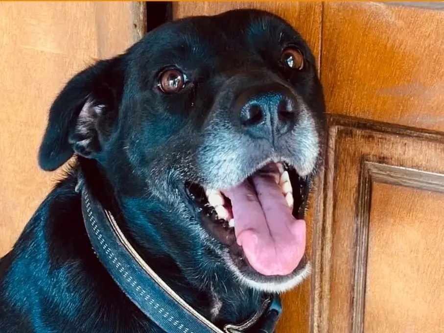 Adozione cane, femmina, Razza sconosciuta Razza sconosciuta, 7 anni, taglia grande, Crotone
