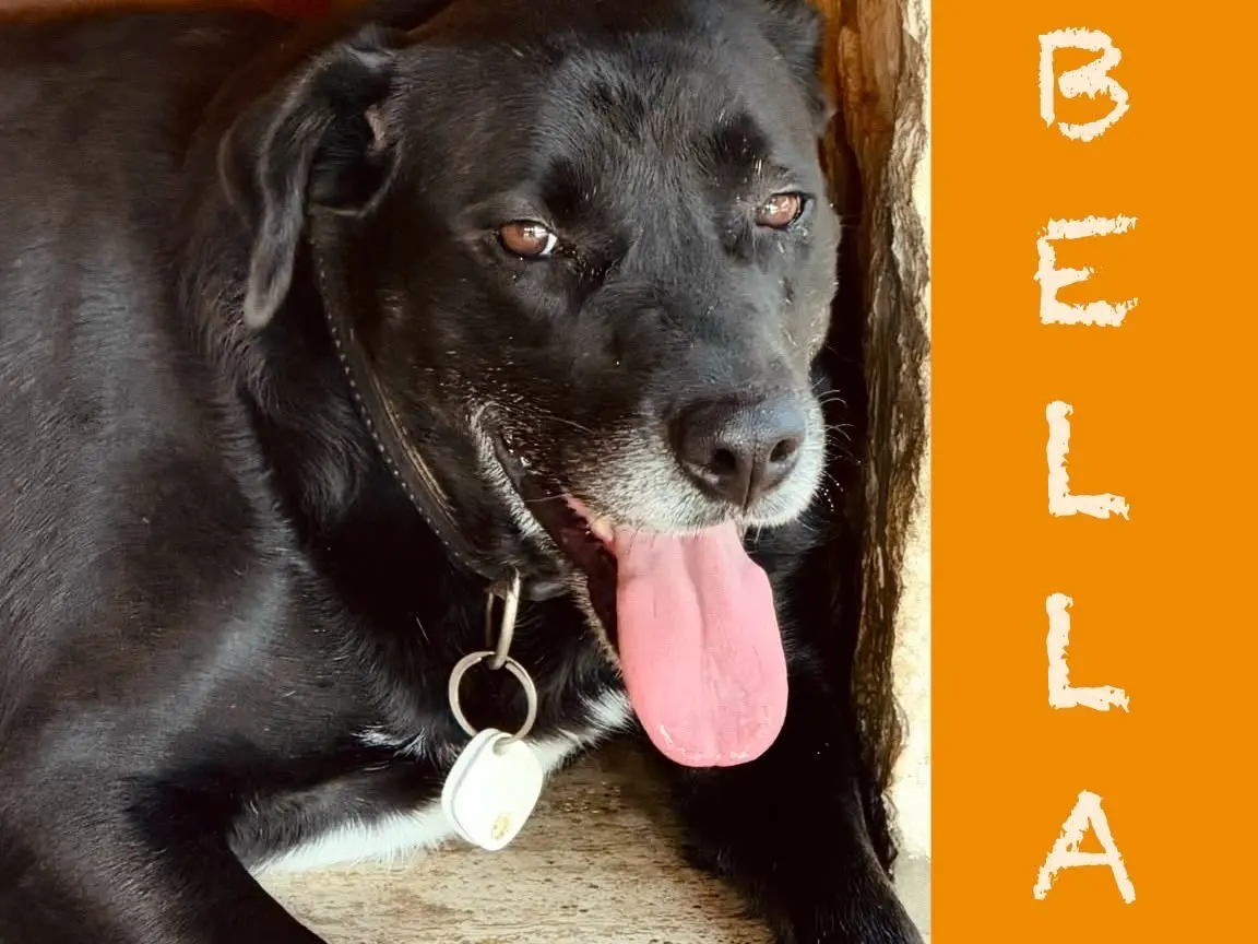 Adotta un cane, femmina, 7 anni, Crotone
