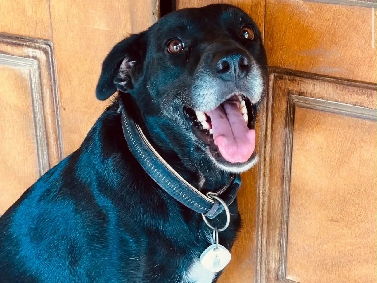 Adotta un cane, taglia grande, femmina, Crotone