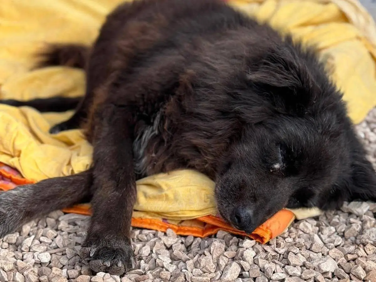 Adotta un cane, femmina, 5 anni e 8 mesi, Bari