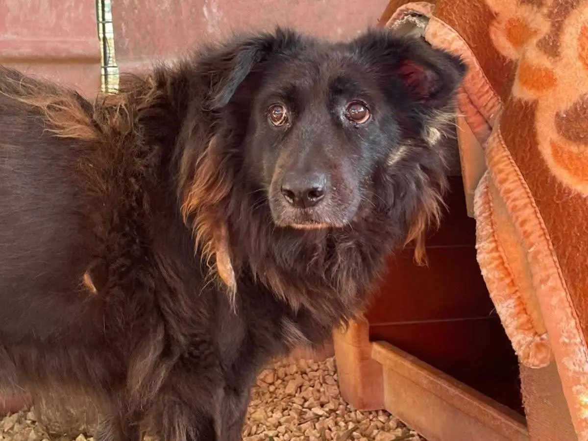 Adozione cane, femmina, Razza sconosciuta Razza sconosciuta, 5 anni e 8 mesi, taglia piccola, Bari