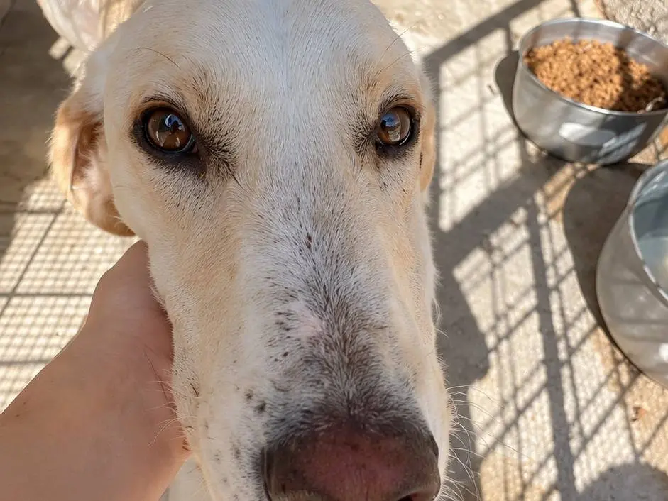 Adotta un cane, taglia media, femmina, Avellino