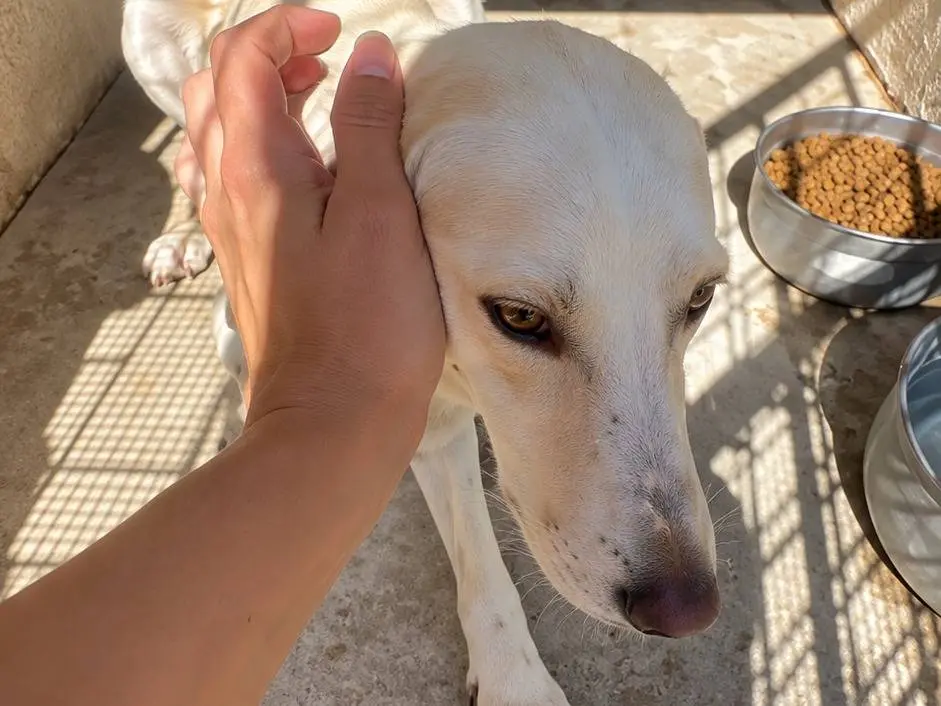 Vuoi adottare un cane a Avellino?