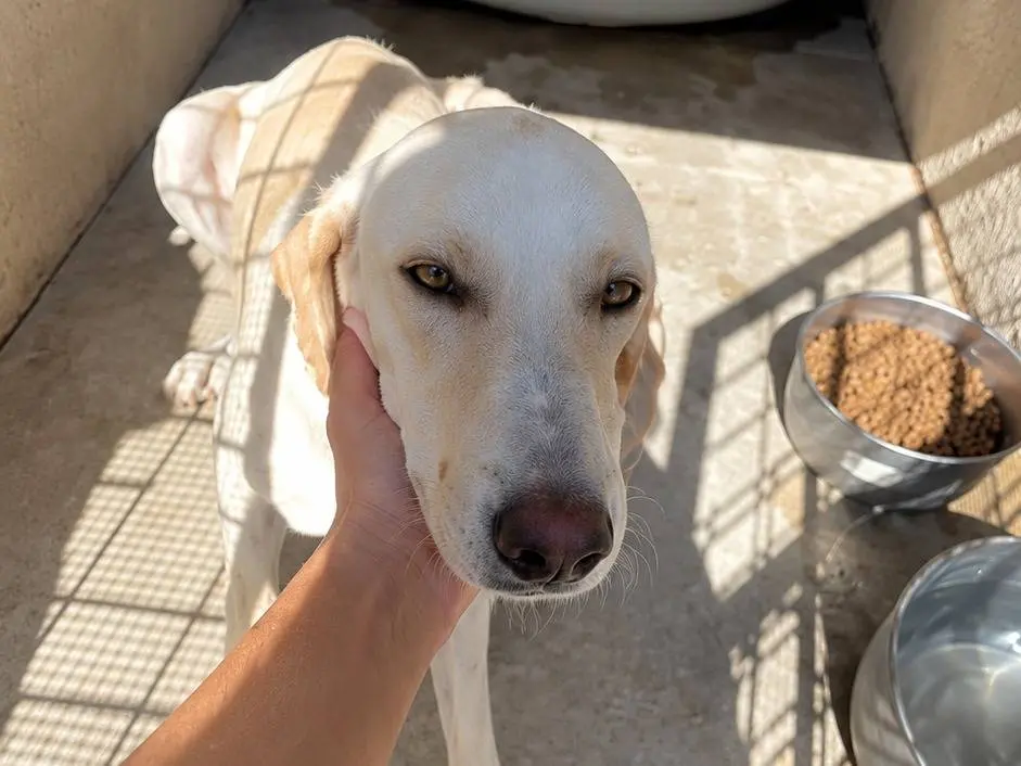 Adozione cane, femmina, Razza sconosciuta Razza sconosciuta, 2 anni, taglia media, Avellino