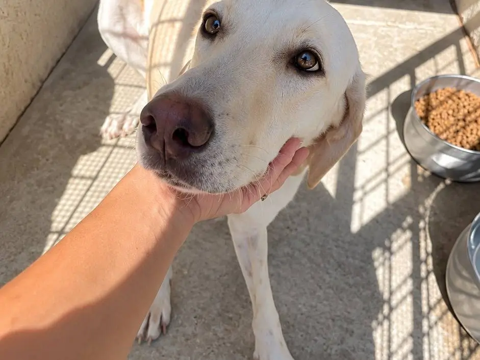 Adotta un cane, femmina, 2 anni, Avellino