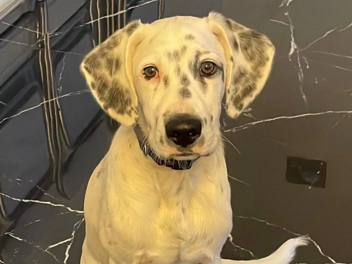 Vuoi adottare un cane a Messina?