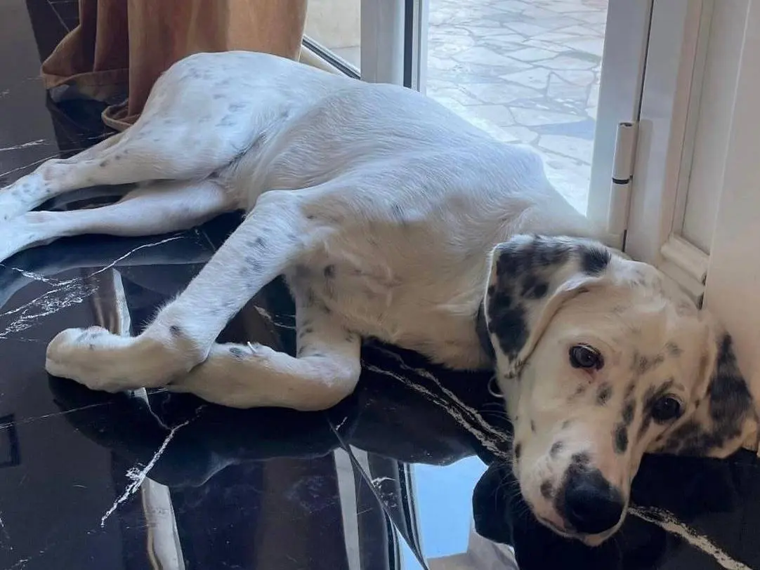 Adotta un cane, taglia media, maschio, Messina