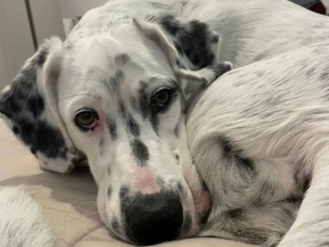 Adozione cane, maschio, Setter Inglese Razza sconosciuta, 2 anni e 4 mesi, taglia media, Messina