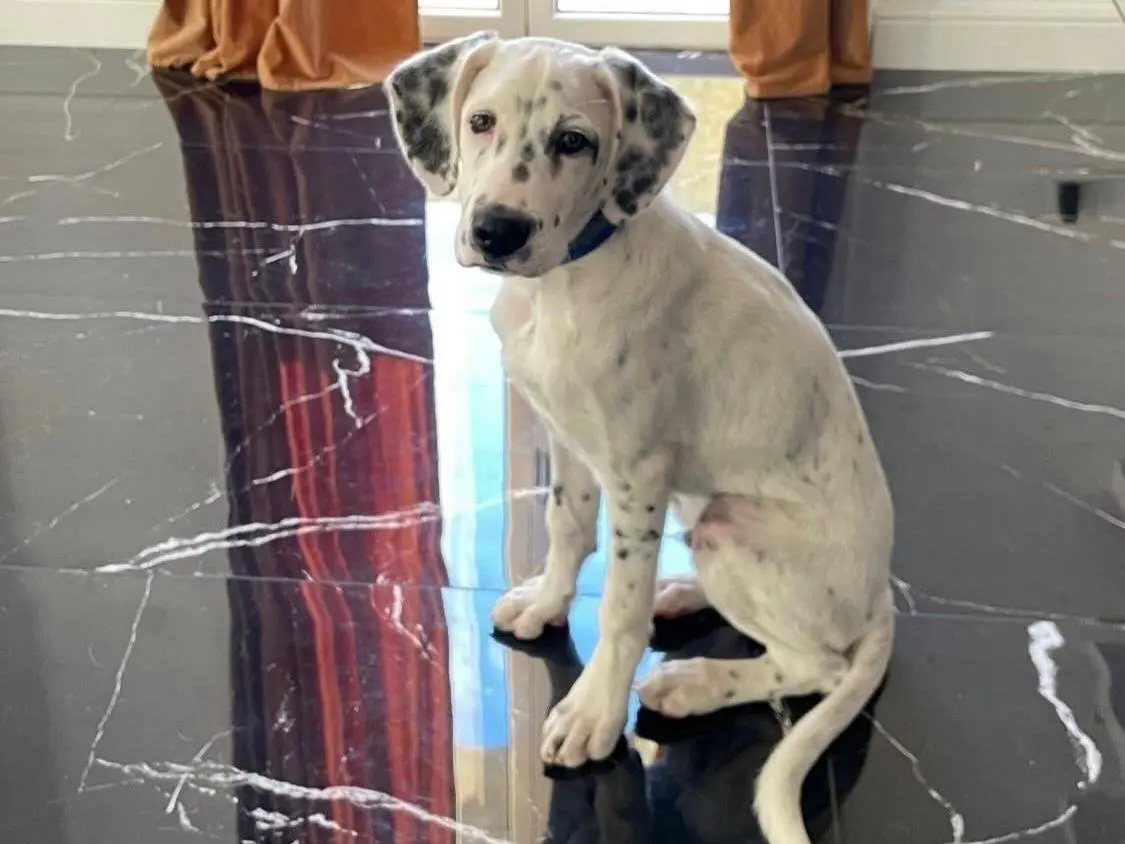 Adotta il cane Fiocco a Messina