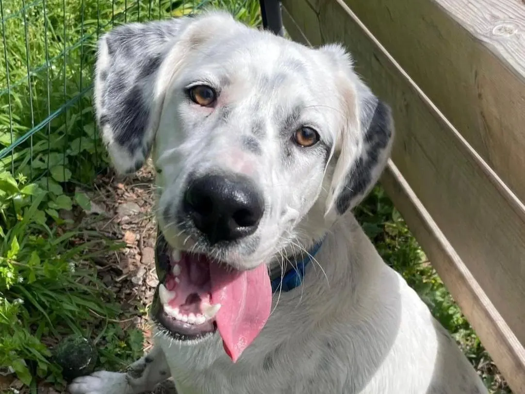 Adotta un cane, maschio, 2 anni e 4 mesi, Messina