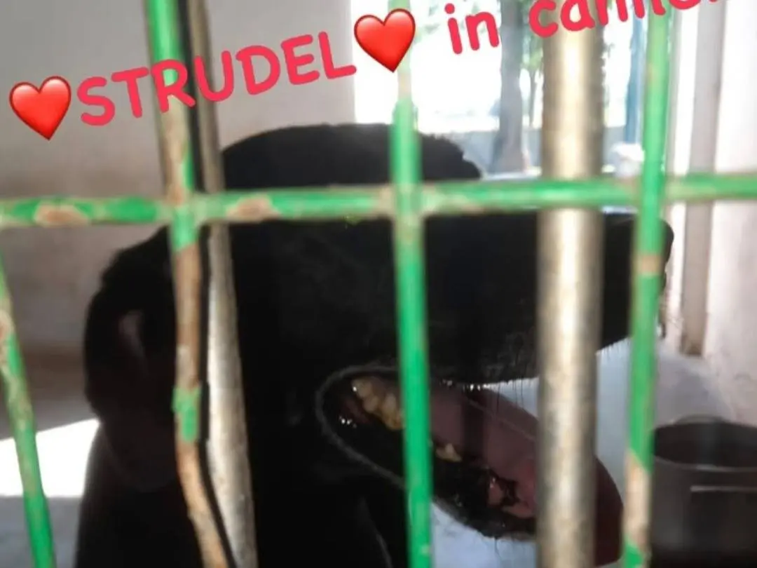 Foto 3 dell'animale