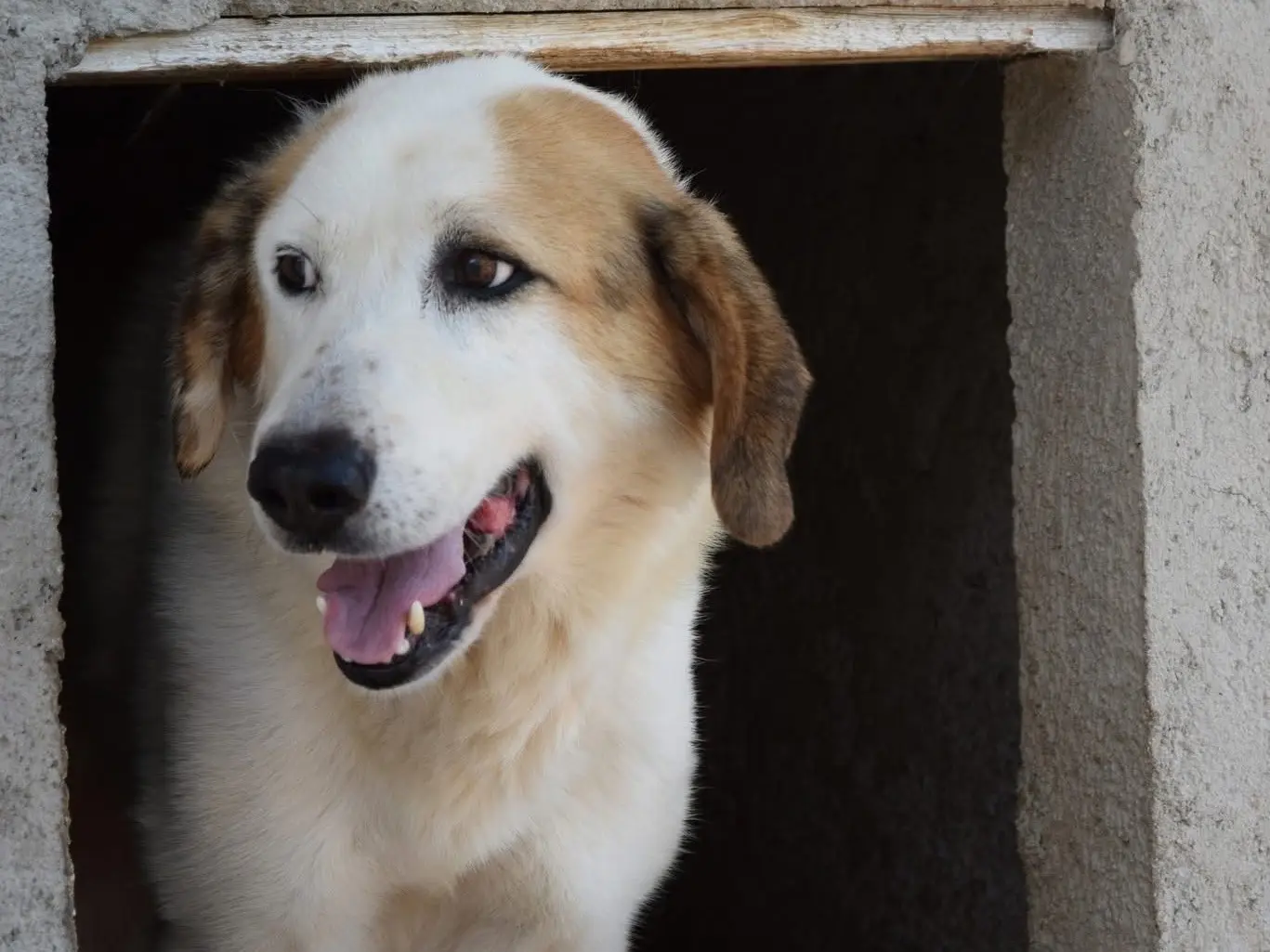 Adotta un cane, maschio, 12 anni e 8 mesi, Pescara