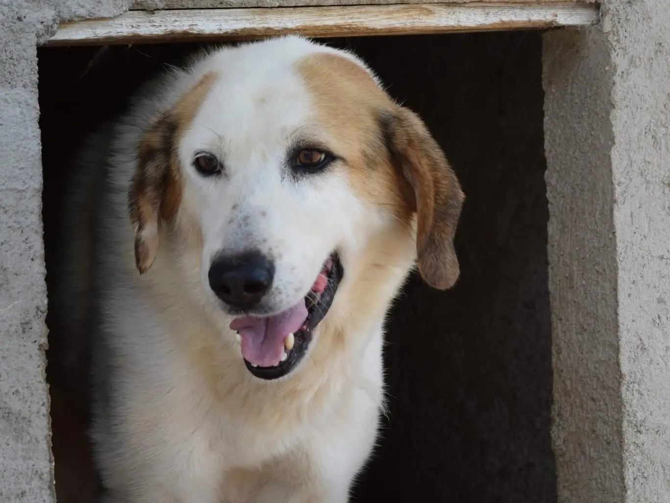 Vuoi adottare un cane a Pescara?