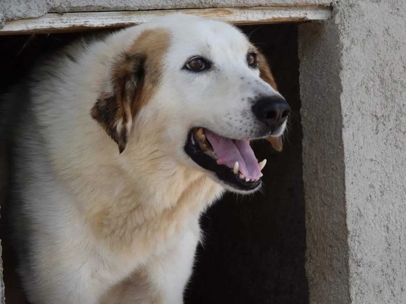 Adozione cane, maschio, Razza sconosciuta Razza sconosciuta, 12 anni e 8 mesi, taglia media, Pescara