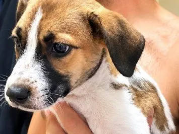 Adozione cane, femmina, Razza sconosciuta Razza sconosciuta, 4 mesi, taglia media, Milano