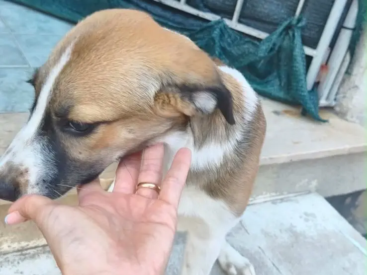 Adotta un cane, femmina, 4 mesi, Milano
