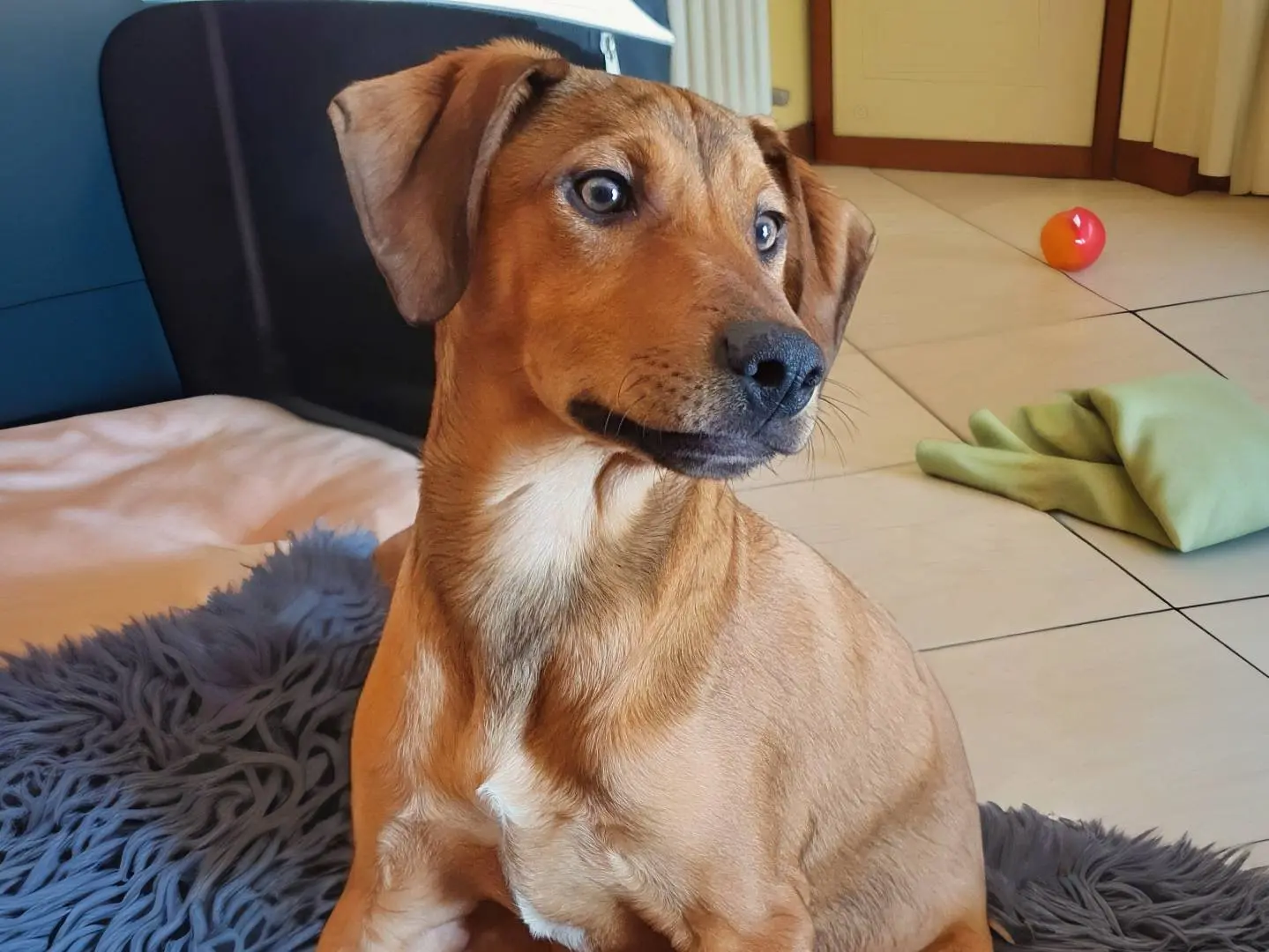 Adozione cane, maschio, Razza sconosciuta Razza sconosciuta, 11 mesi, taglia media, Como