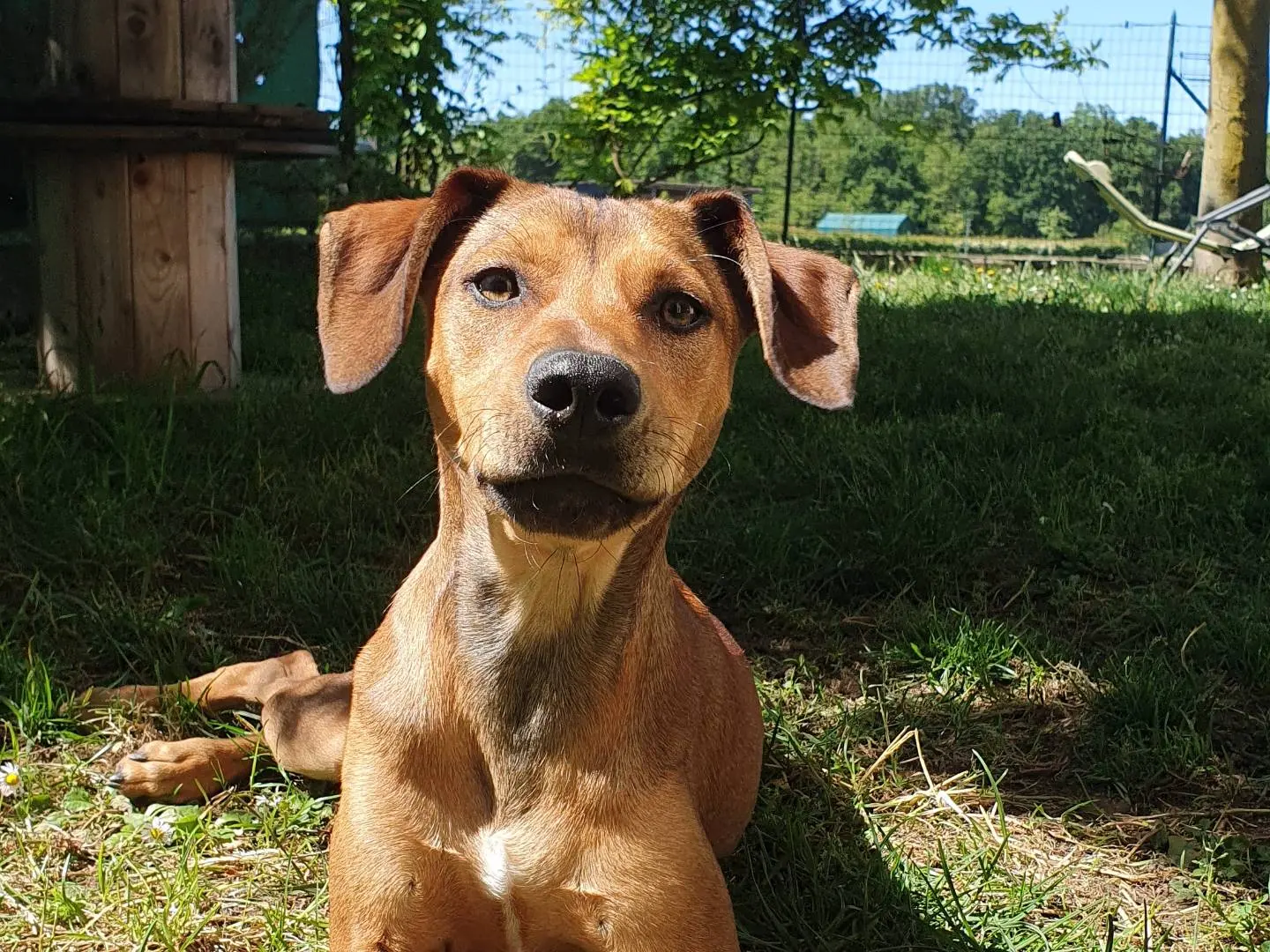 Vuoi adottare un cane a Como?