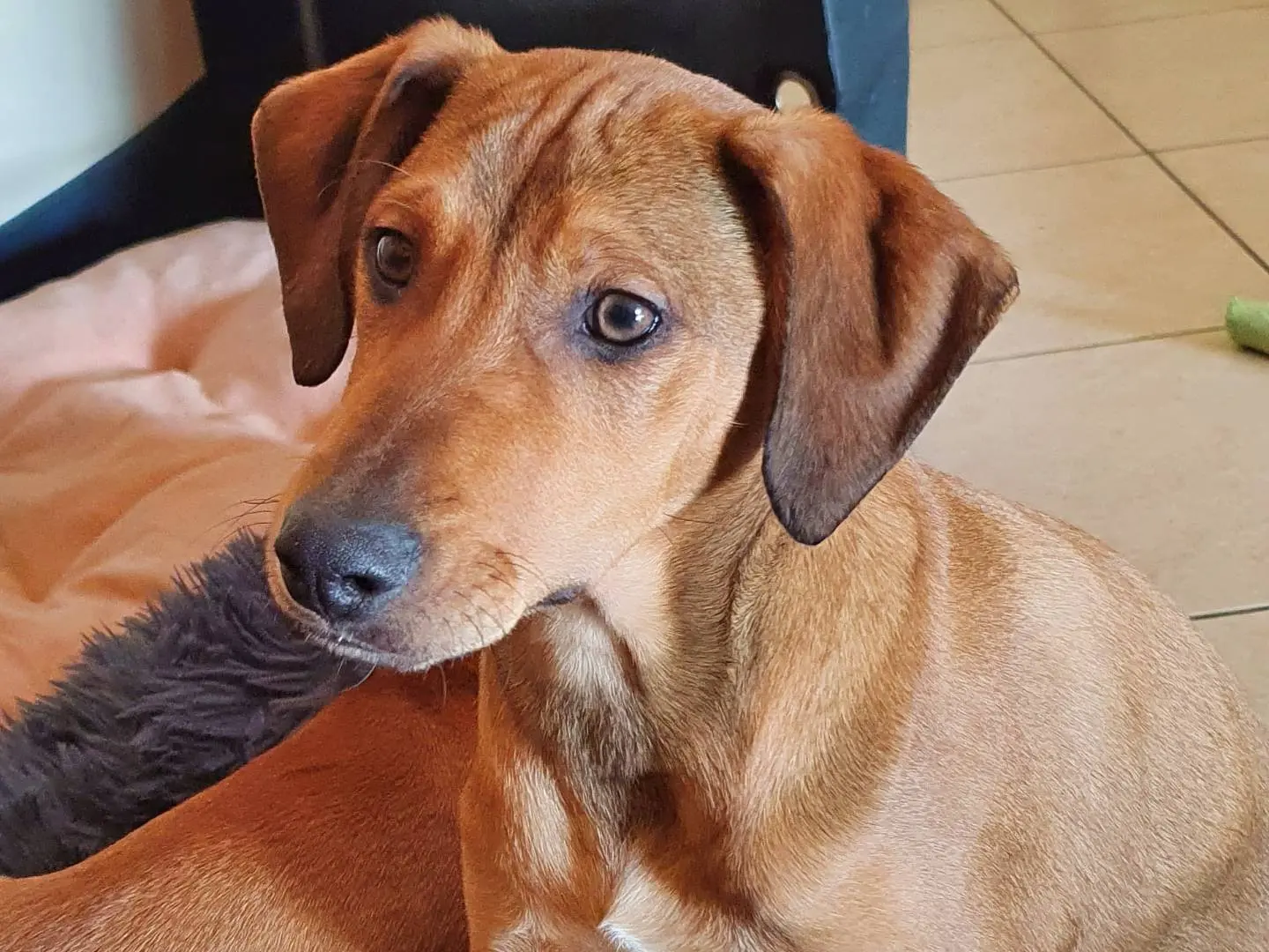 Adotta un cane, maschio, 11 mesi, Como