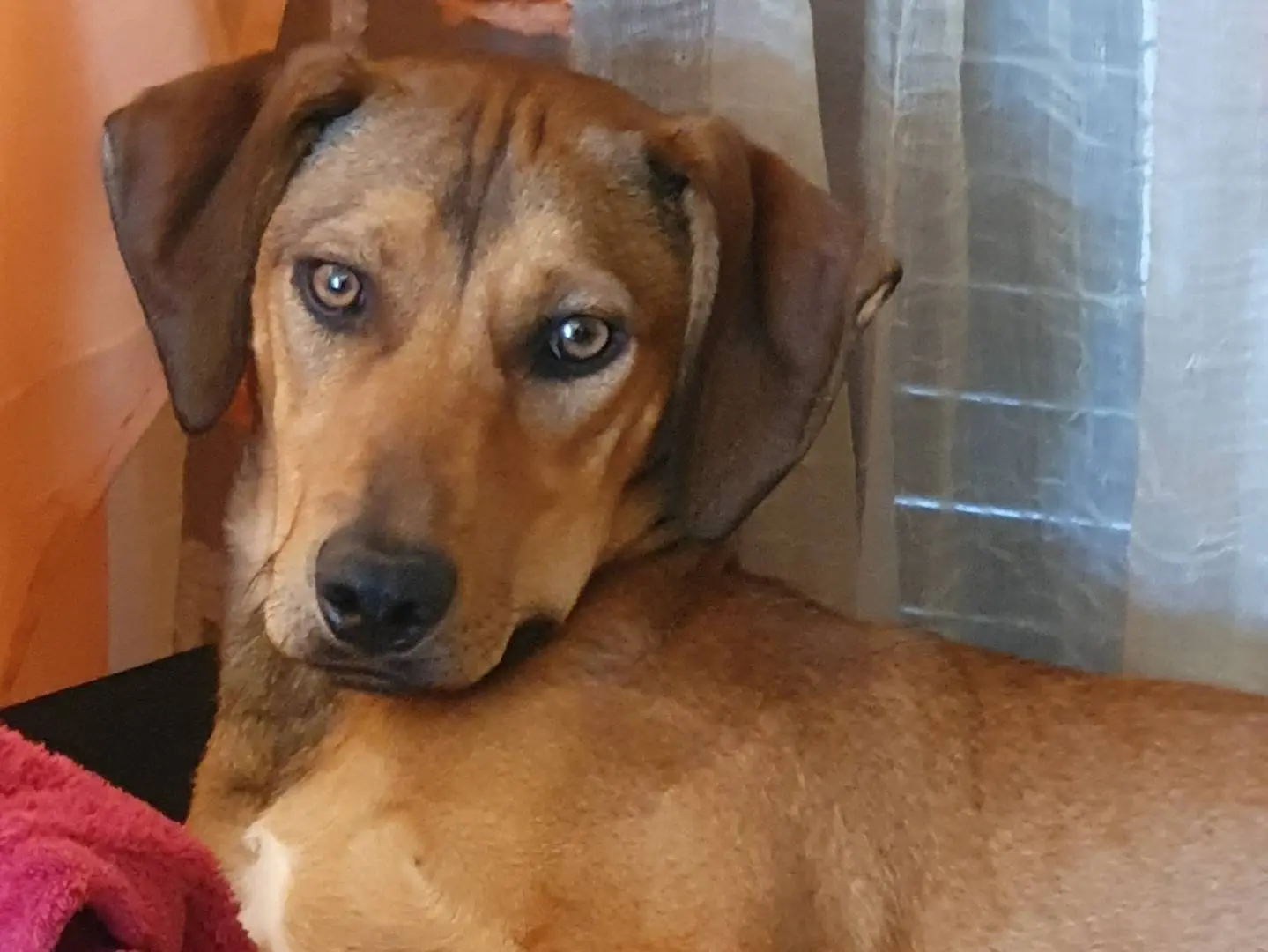 Adotta un cane, taglia media, maschio, Como