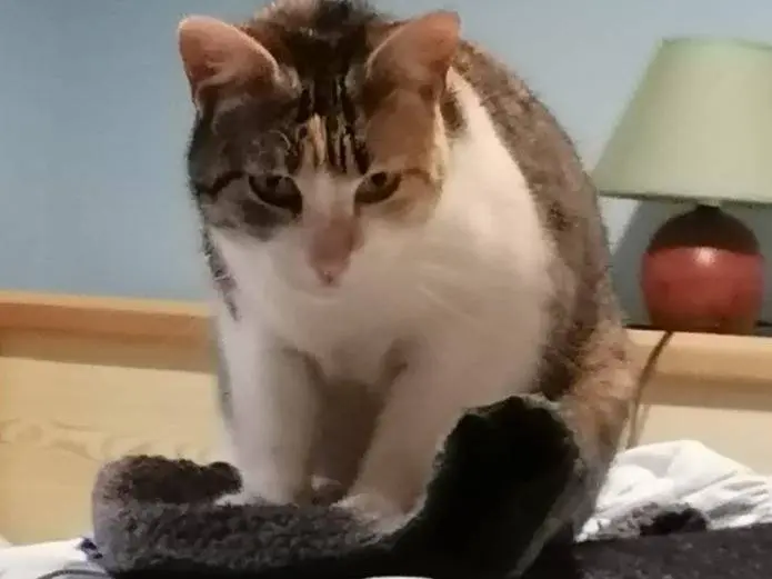 Adotta un gatto, femmina, 3 anni e 5 mesi, Novara