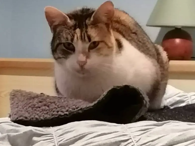 Adozione gatto, femmina, Razza sconosciuta Razza sconosciuta, 3 anni e 5 mesi, taglia non valida, Novara
