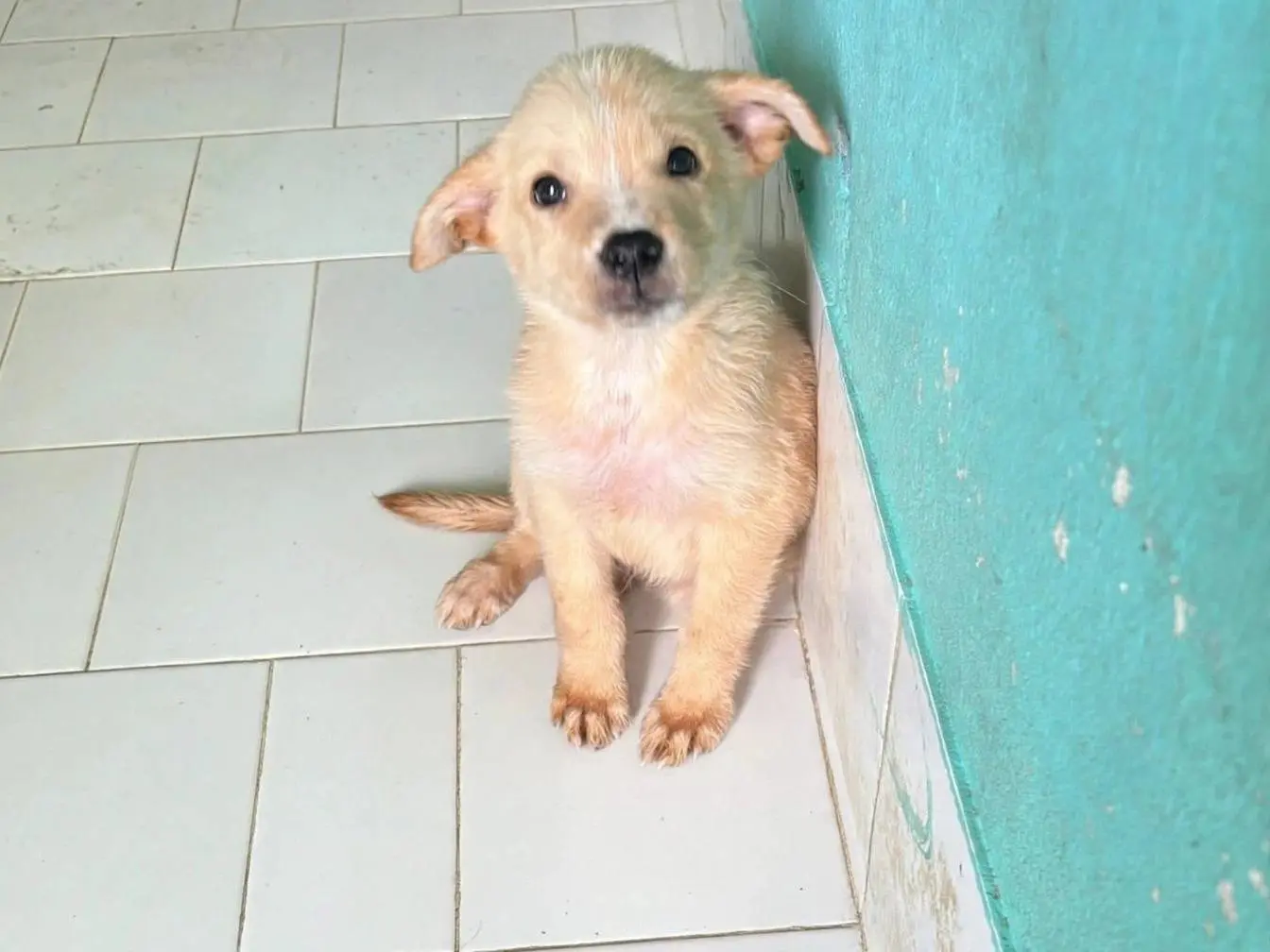 Adozione cane, maschio, Razza sconosciuta Razza sconosciuta, 3 mesi, taglia media contenuta, Latina