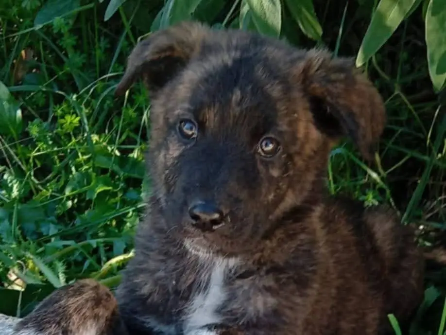 Adozione cane, femmina, Razza sconosciuta Razza sconosciuta, 1 anno e 1 mese, taglia media, Frosinone